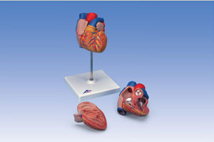 Heart